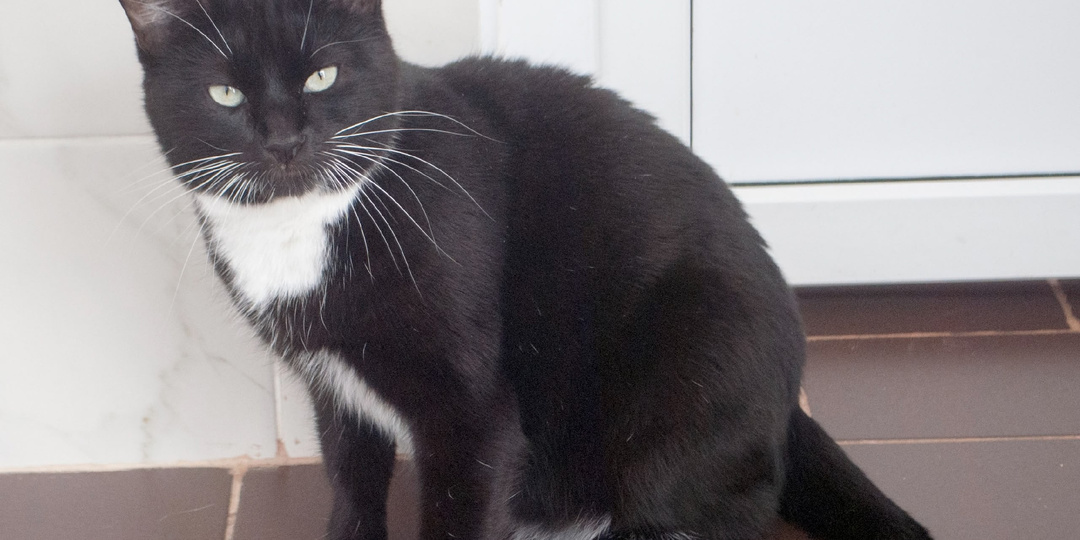 Кот Остин мечтает о доме 🐈‍⬛🏠