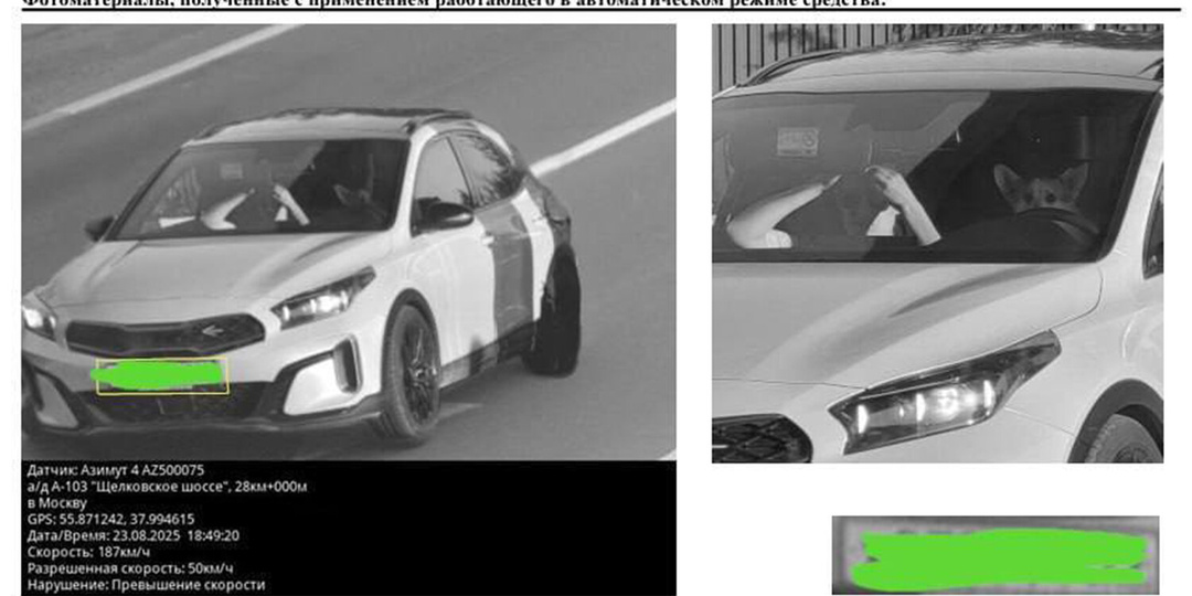 Корги за рулём: как российский водитель превратил штраф в мем