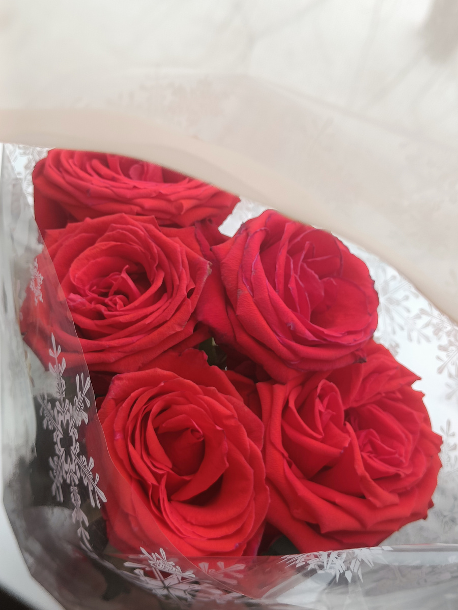 Мои розы, 11 дней в вазе