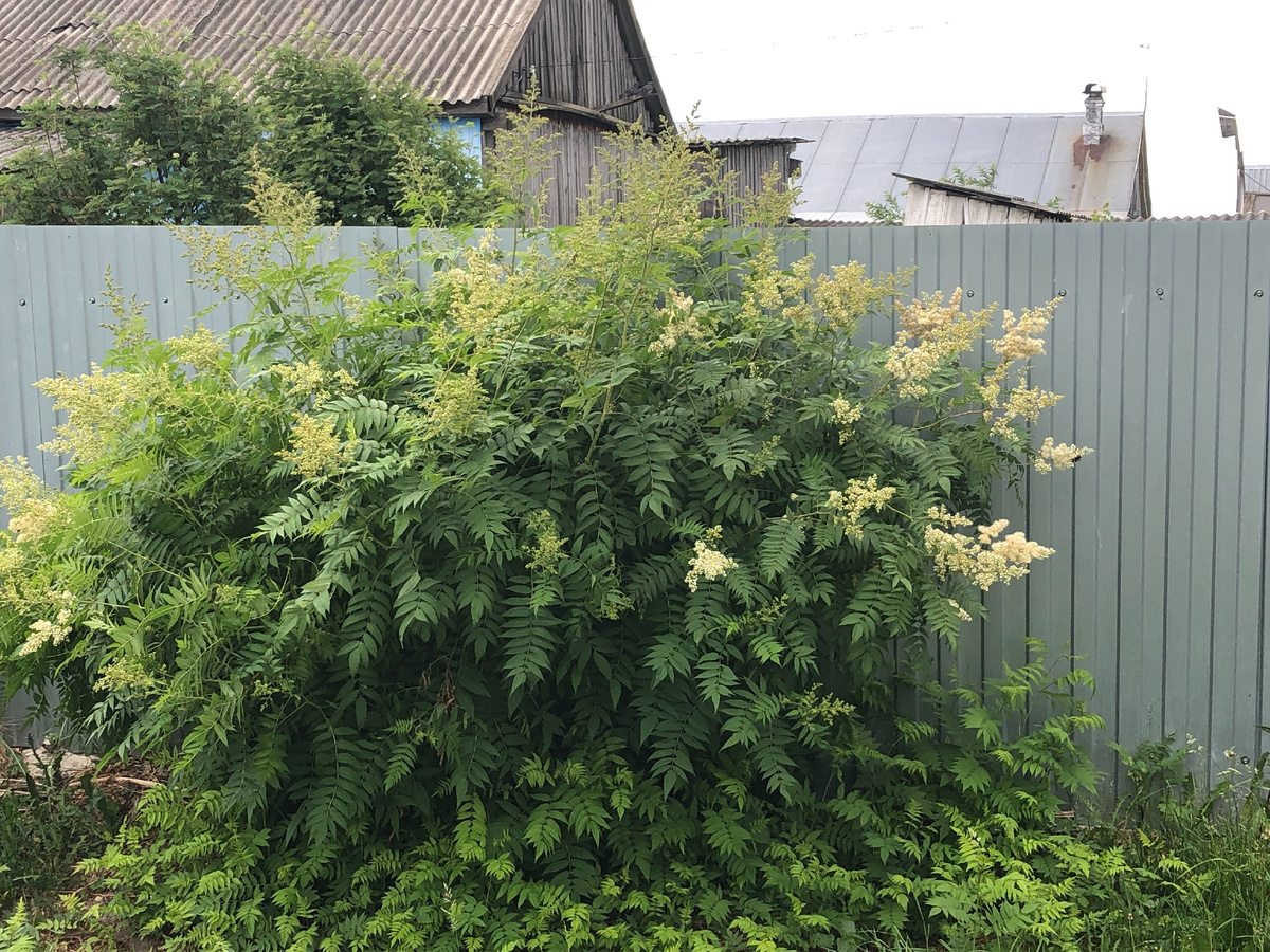 Рябинник рябинолистный