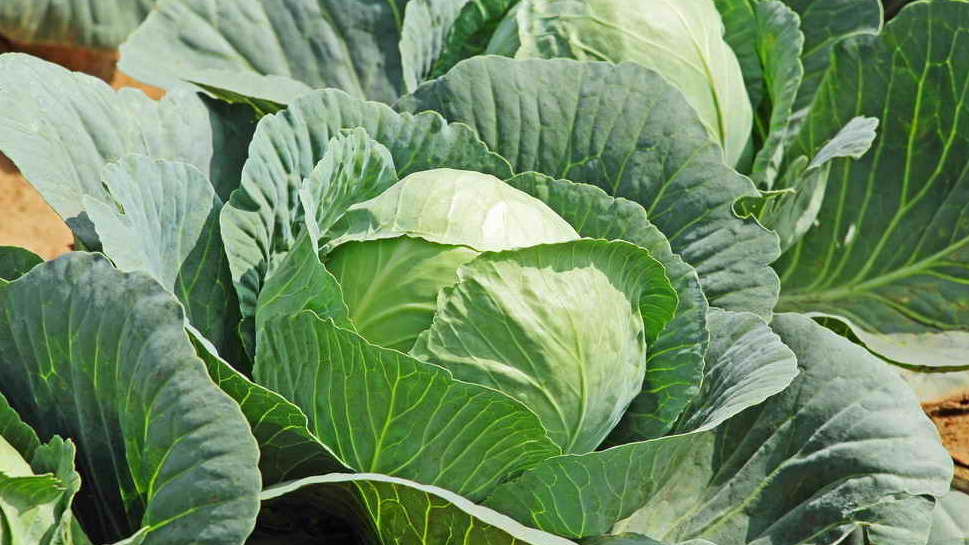 Моя капуста без всяких удобрений