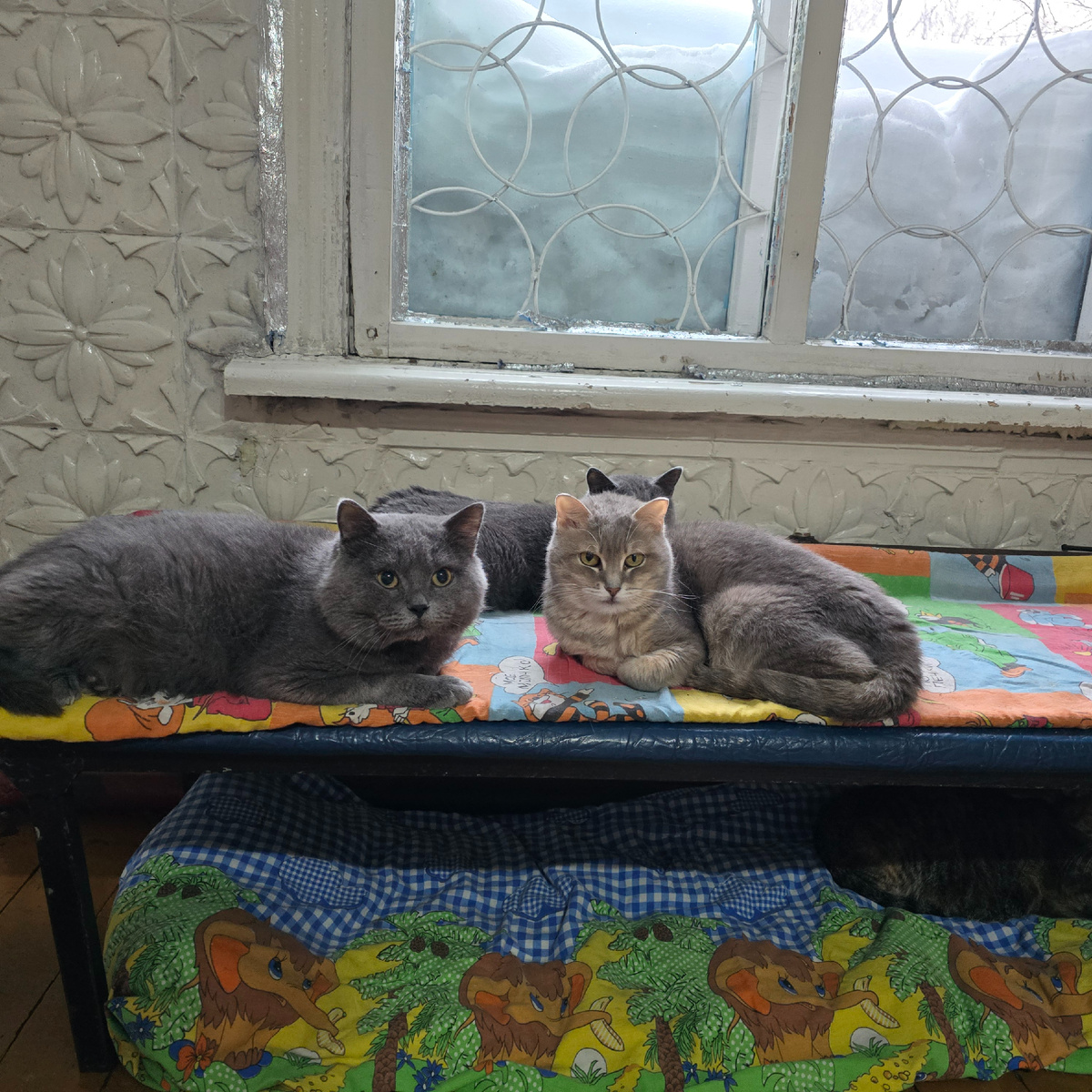 два серых котика на детском матрасике мечтают