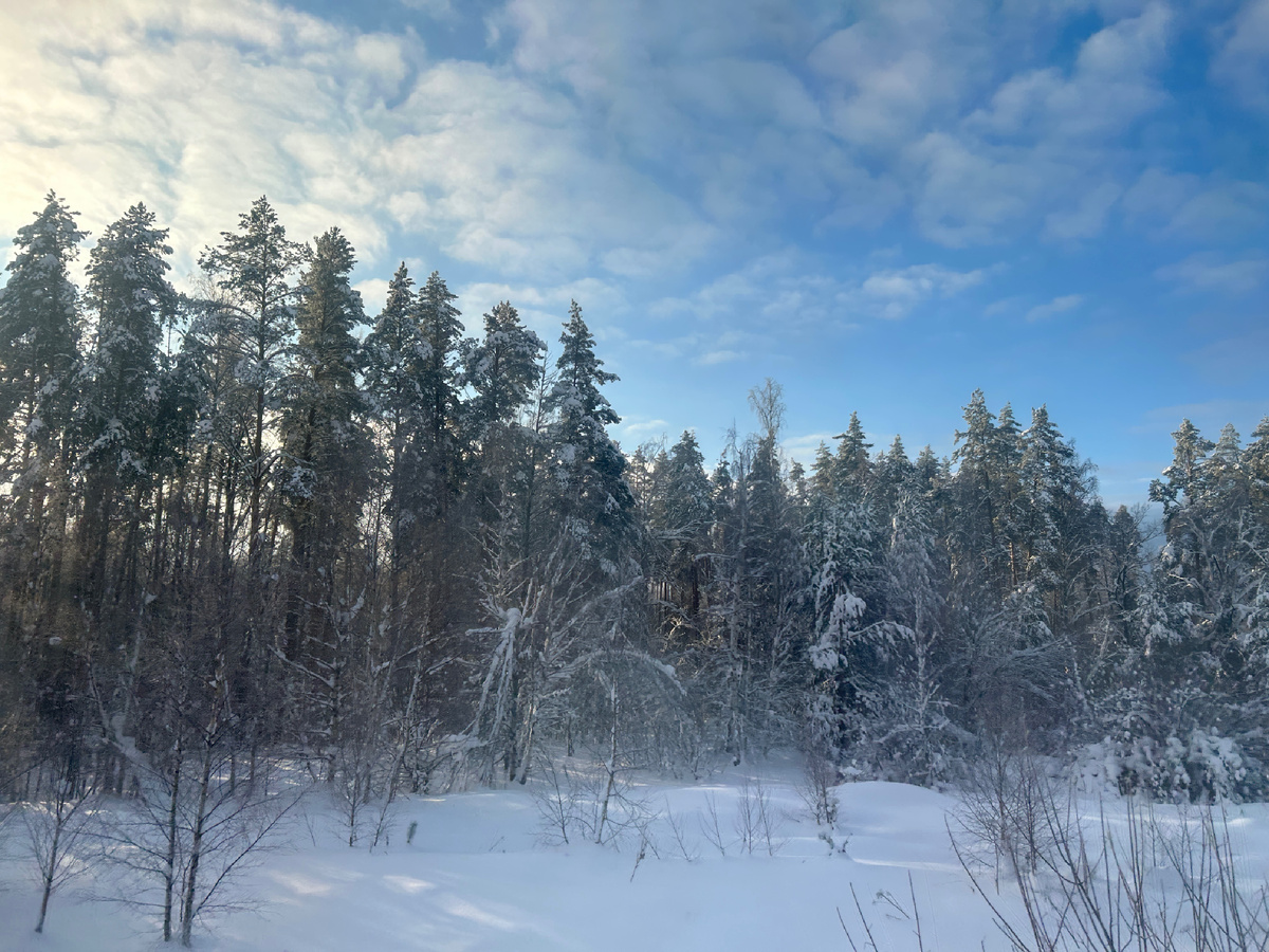 Сказочный снежный лес моей родной полосы