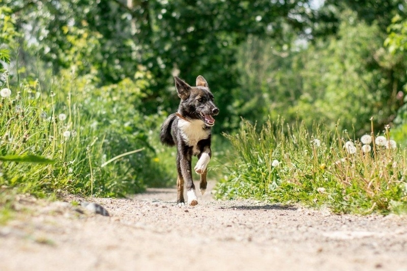    Дворняжку Виву вместе с братом подкинули в приют "ЗооЩит" еще щенками. Мальчика пристроили быстро