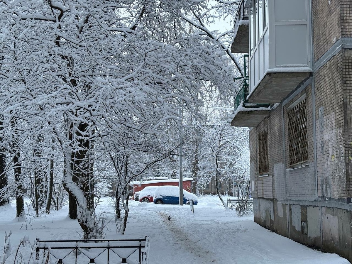 Фото: Neva.Today