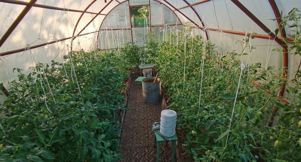 Оставляю под первой кистью 1 побег и снимаю 30 кг помидоров с теплицы. Показываю