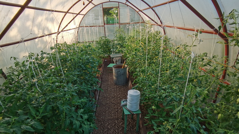 Теплица 3х6 м с 12 кустами томатов, каждый ведется в два ствола