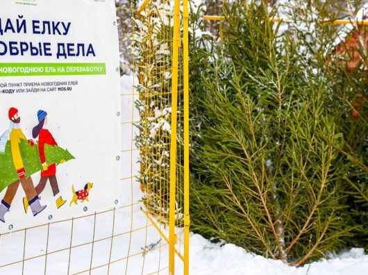    Пункт приема старых новогодних елок на утилизацию в Москве //Фото пресс-служба Департамента природопользования и охраны окружающей среды города Москвы или Мосприрода