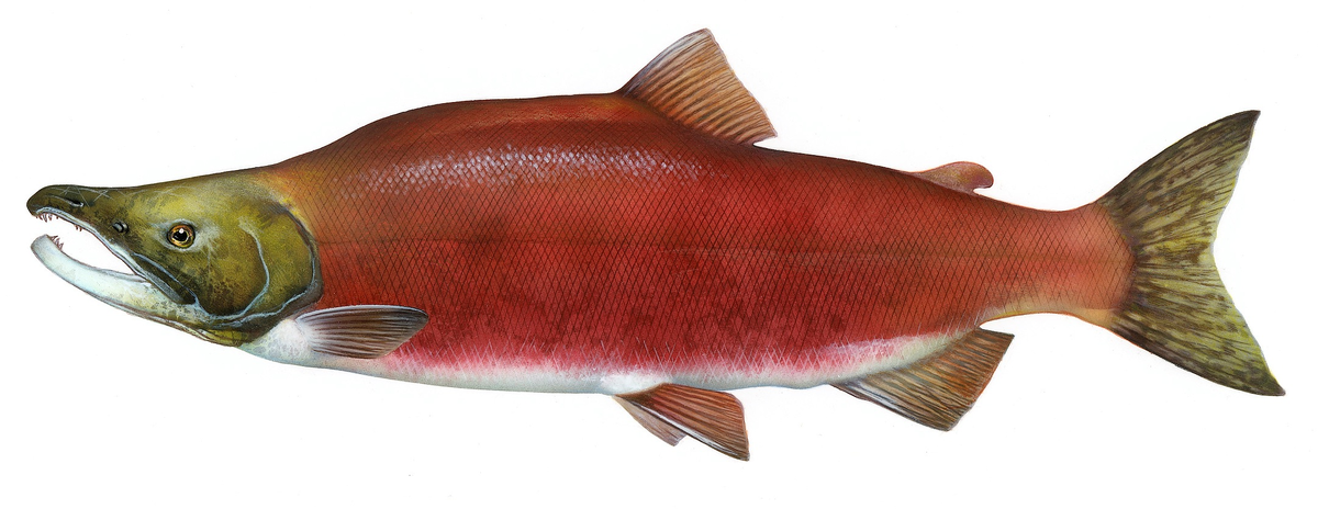 Oncorhynchus nerka