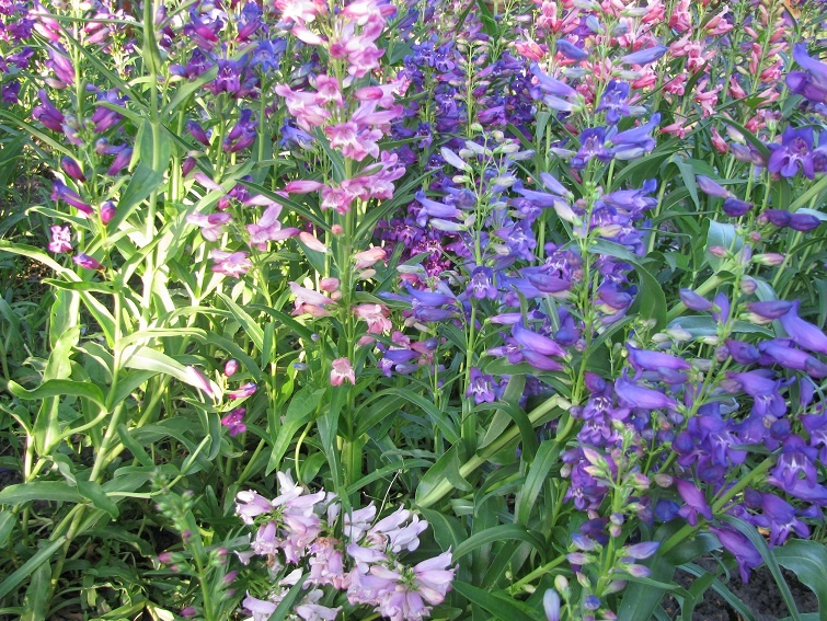 Пенстемон гибридный Энтони (смесь) фото з интернета