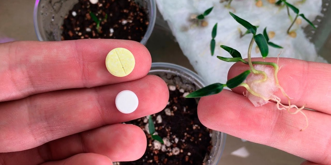 Всходят с «безумной силой»: 3 пилюльки для пробуждения старых семян. Каждому дачнику по карману