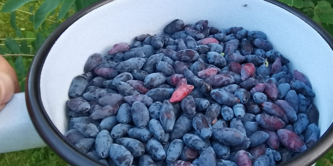 Подливаю под жимолость в апреле копеечное средство. Кусты усыпаны ягодами