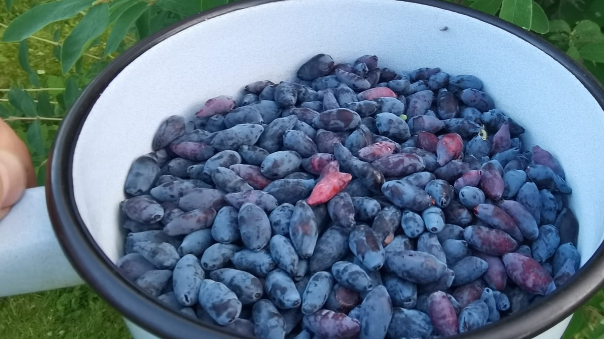 Урожай 2024 года - 12 кг с трех кустов после весенней подкормки куриным пометом