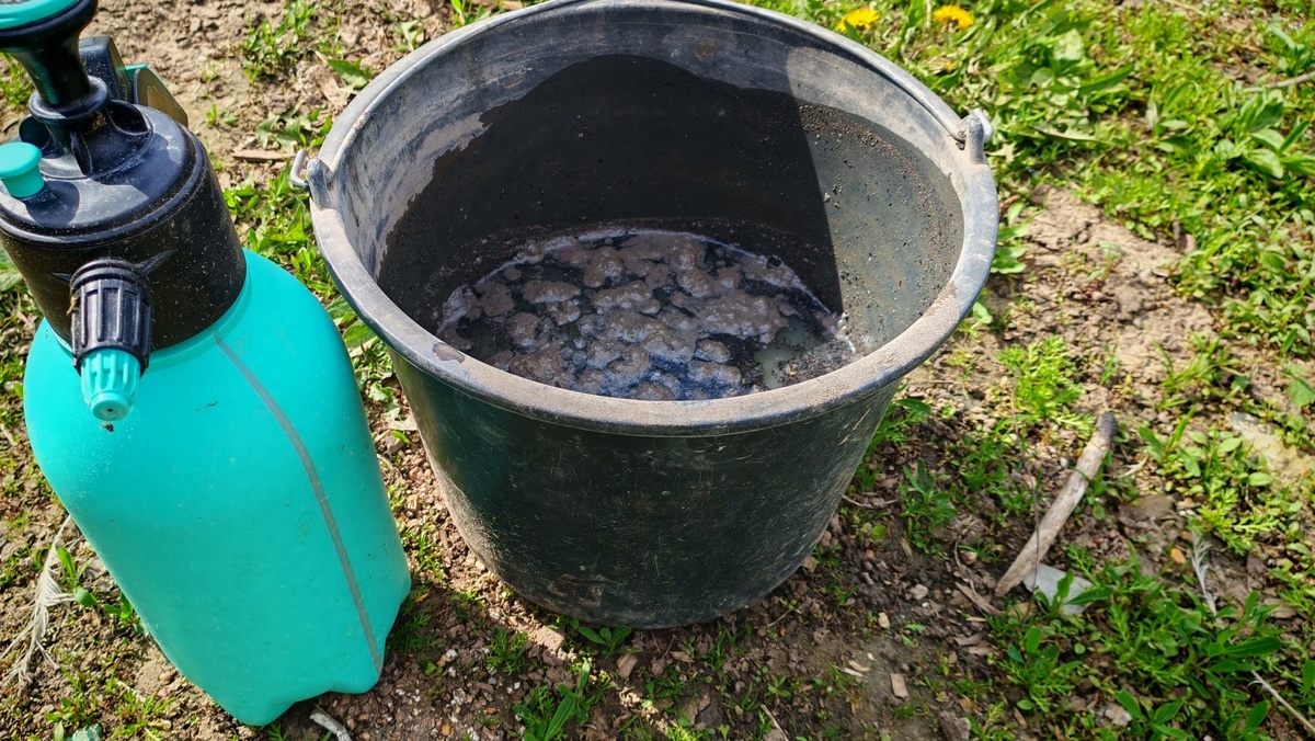 Настой куриного помета готов через 4 дня - главная весенняя подкормка жимолости