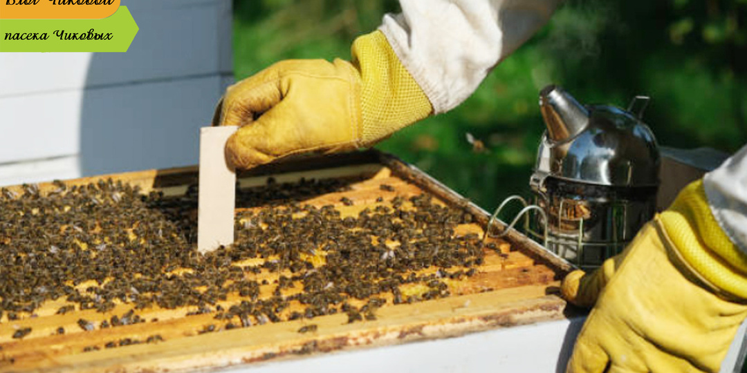 Ученые проверили новое средство против клеща Варроа в условиях реальной пасеки.