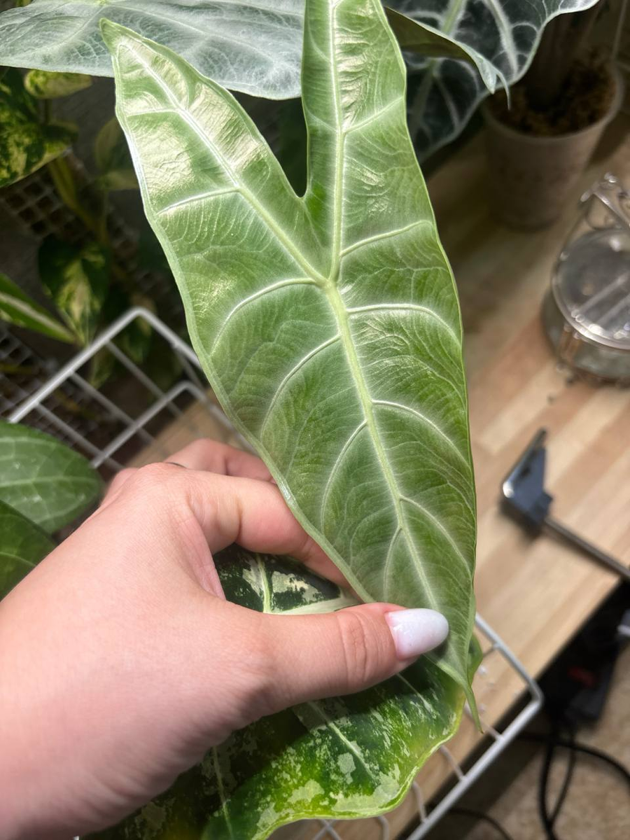 Вот такой второй лист у нее был в мае. в инюне вышел уже 4