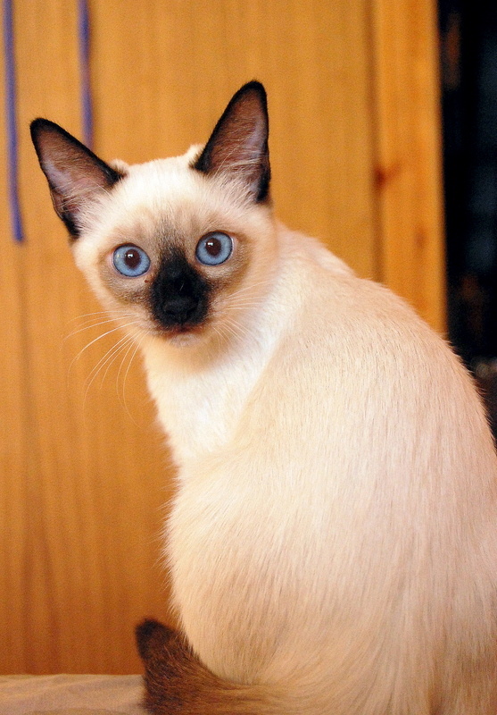 Неужели я неизвестная порода с некоторыми признаками сиамцев? А ничего так дослужился я до Чемпиона мира, когда вырос