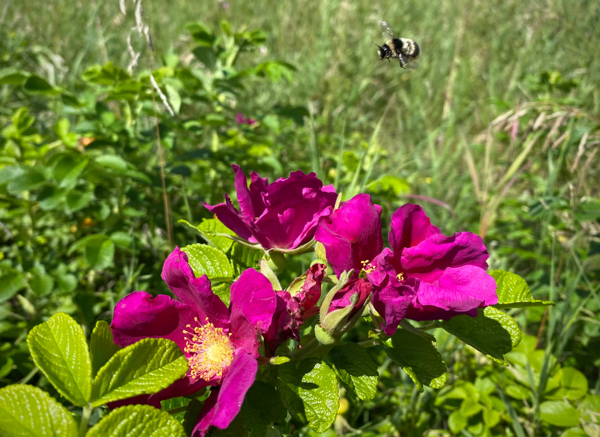 Шиповник морщинистый (Rosa rugosa), фото автора 🤳