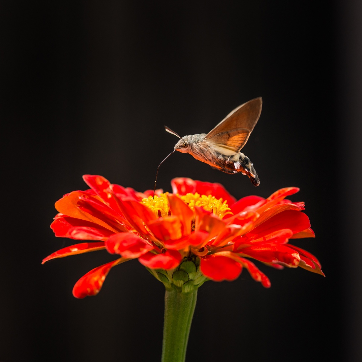 Macroglossum stellatarum