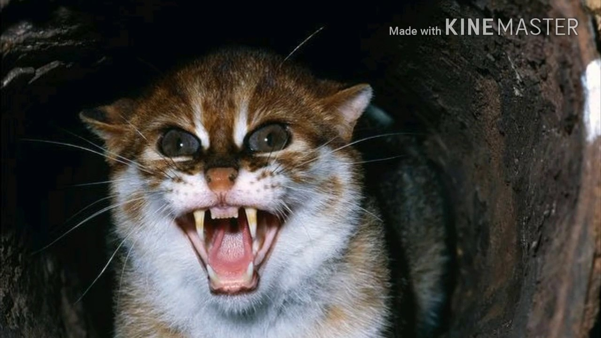 Суматранская кошка не любит людей и гладить её не надо. А в качестве аргумента — вы посмотрите на её клыки!