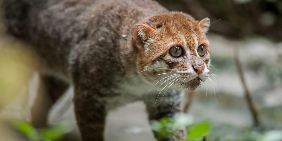 Суматранская кошка: Крошечные водяные хищники Азии. Милые, но мега скрытные!