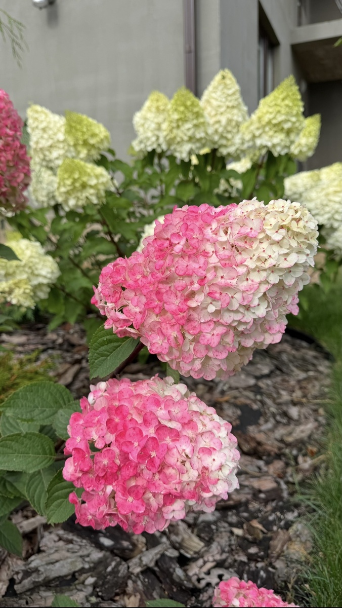 Гортензия Самарская Лидия