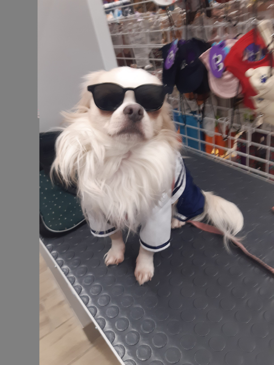 Мой чихуашечек.