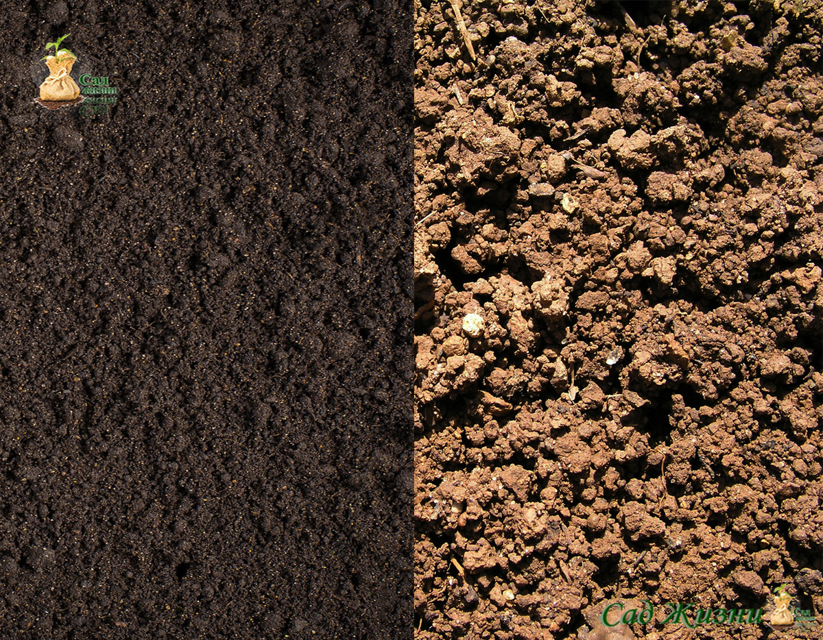 Почва быстро показывает, была ли органика рабочей