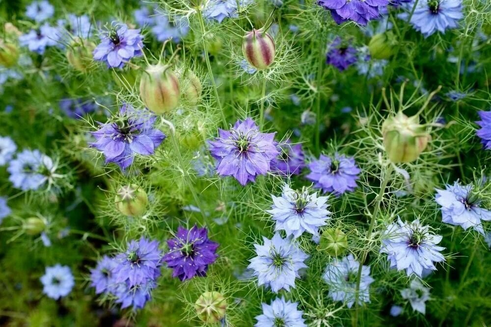 В планах на 2026-й посев нигеллы