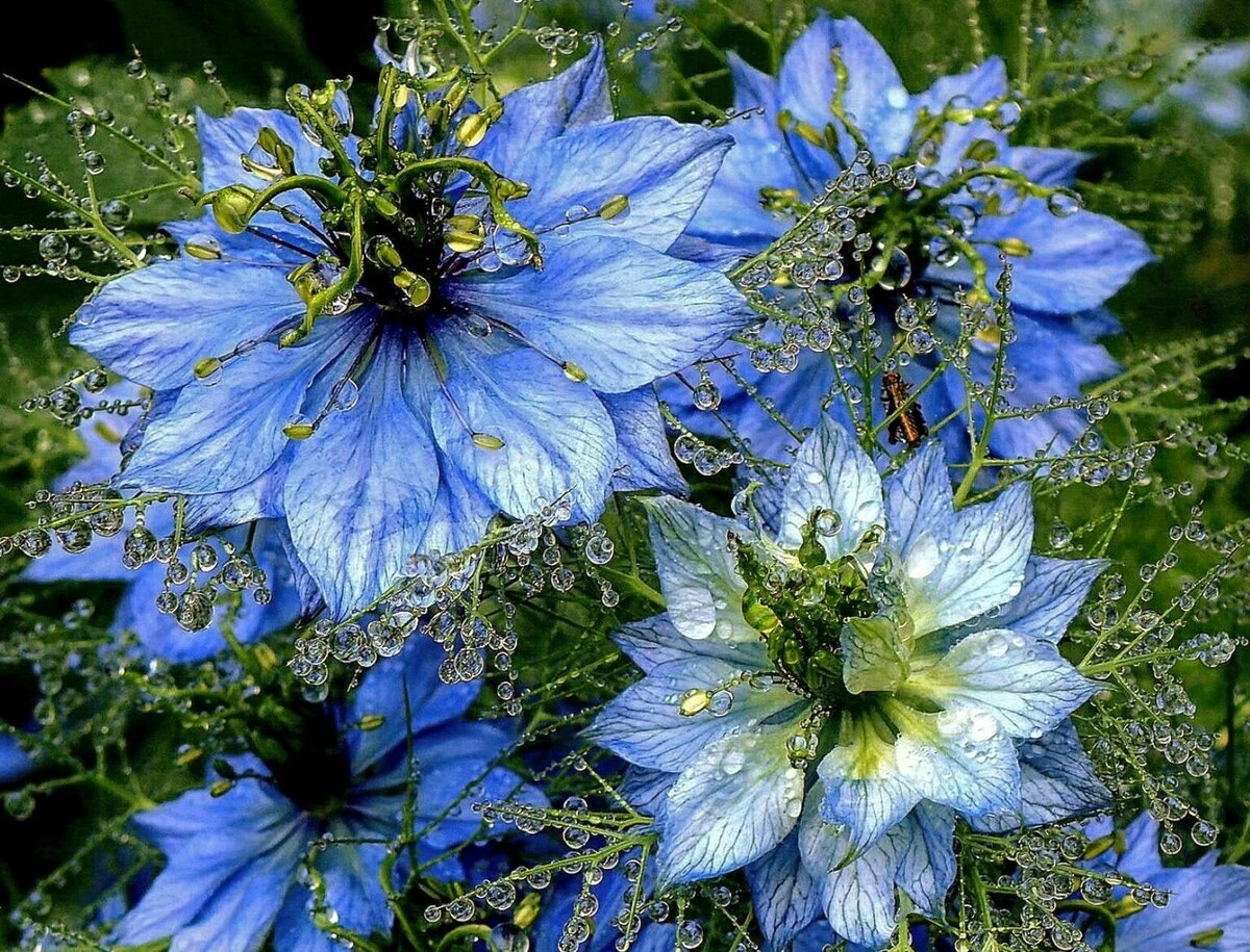 Фото с просторов Интернета, но думаю, тоже так смогу. Главное вырастить)