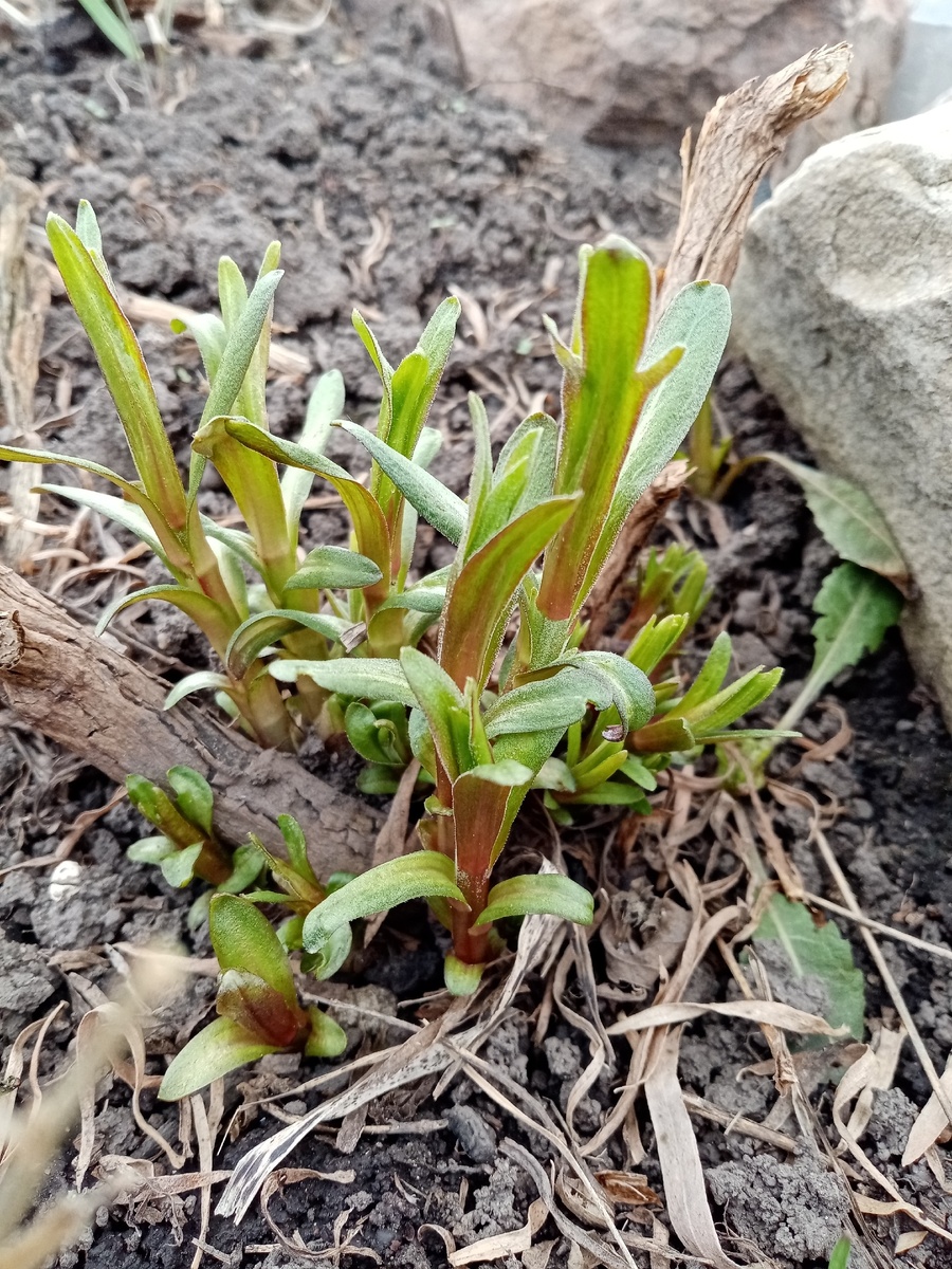 Весна 2024 г. После заморозков в мае. Ствол однолетнего саженца.