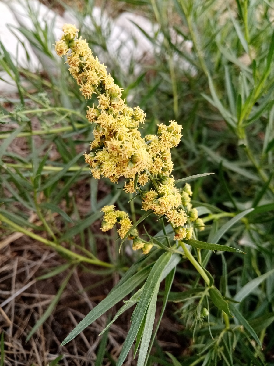 Цветущий тархун.