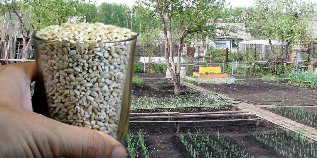 Доступная замена навозу: купил мешок крупы на рынке и удобрил все грядки. Теперь соседи повторяют за мной