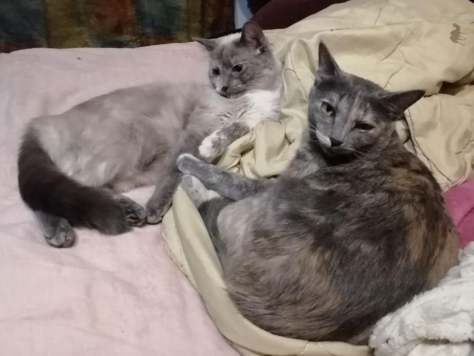 Вот они эти красавицы. Уже взрослые. Фото автора 