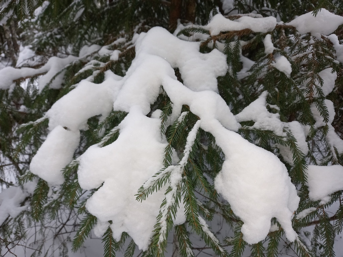 все фото - автора, стихи также авторские