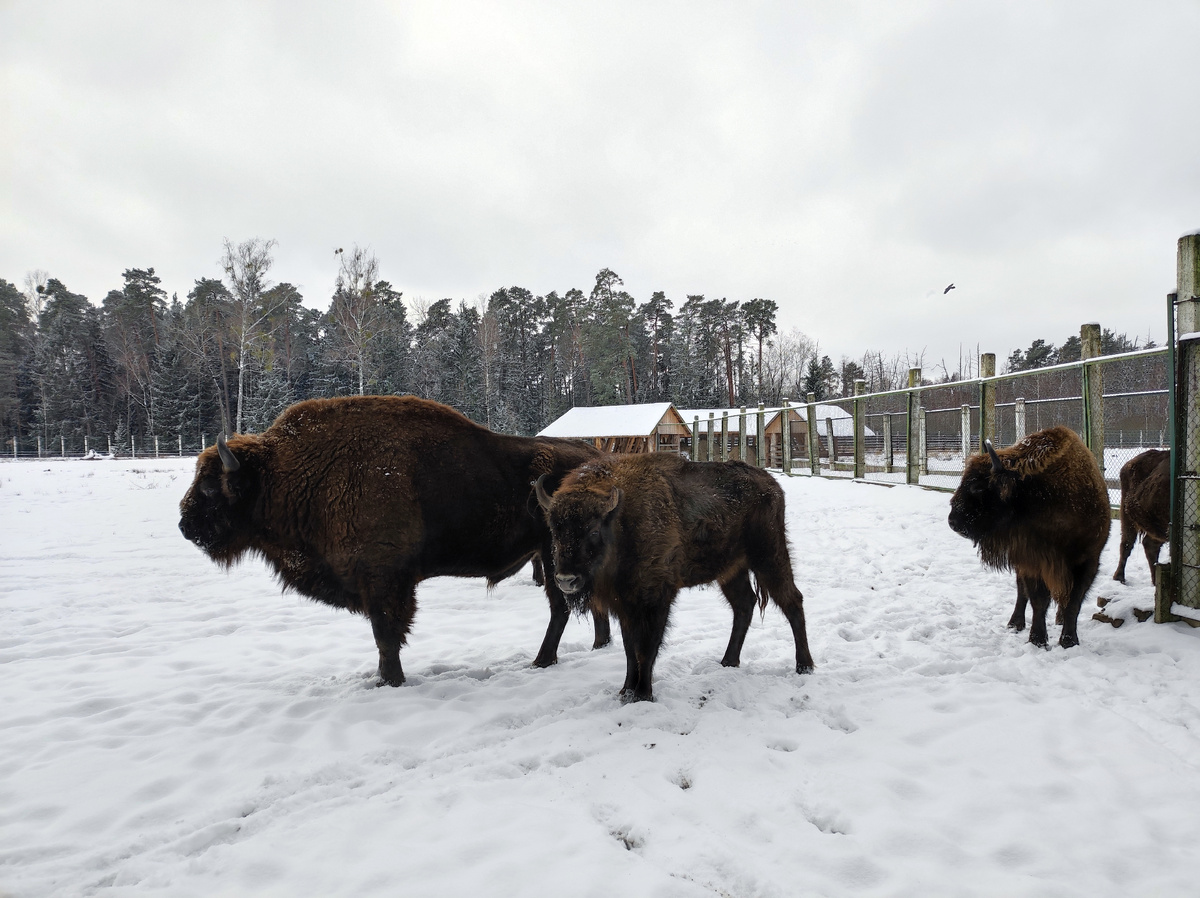 Зубры-милахи.