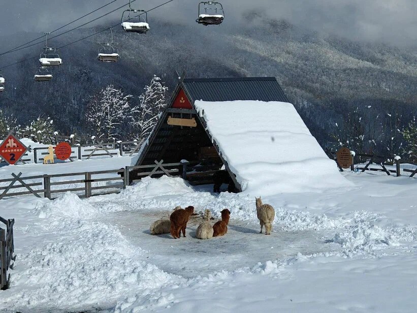    Фото: Юрий Серебренников/BFM Кубань