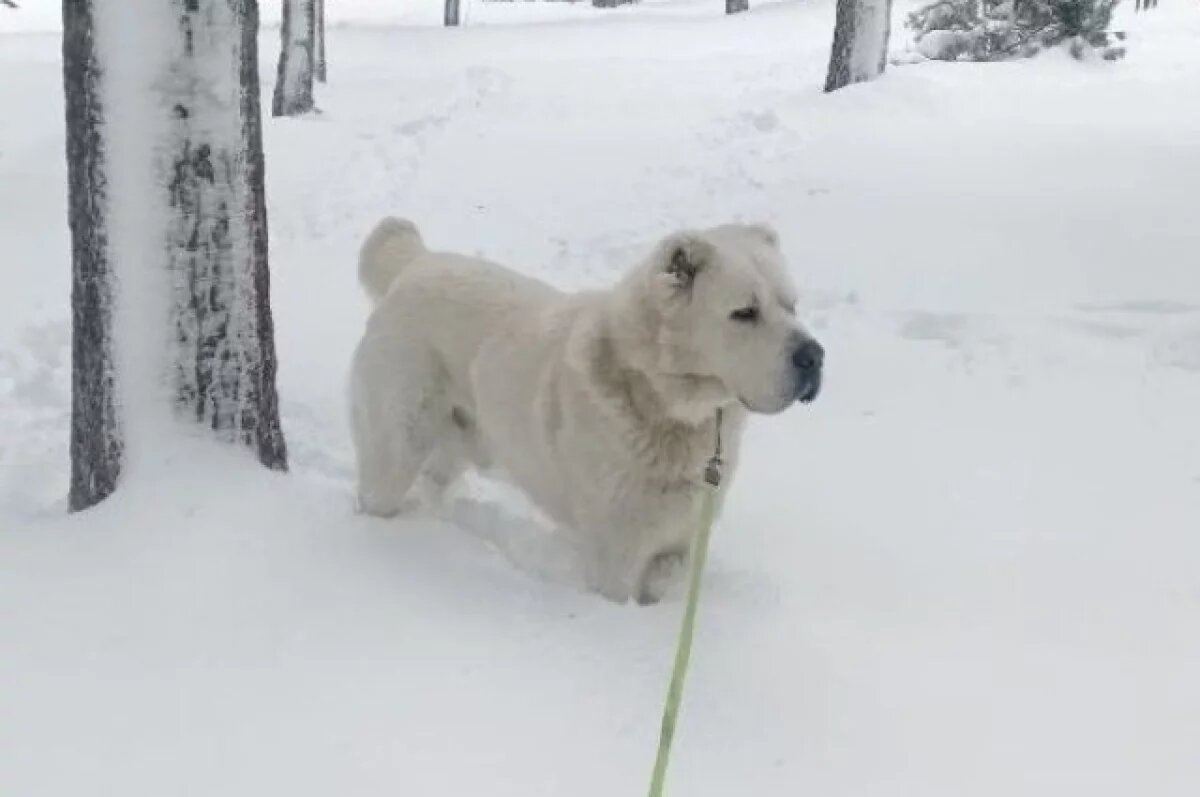    Минниханов поделился фото своего алабая Акдуса, гуляющего по снежному лесу