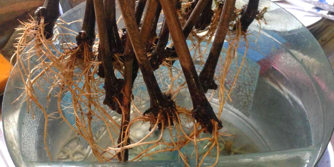 Растёт в каждом дворе, не никто не знает о его пользе: 3 листочка на баку воды и все черенки в корнях через неделю