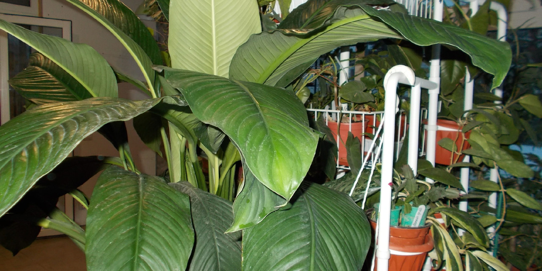 Домашние растения с огромными листьями, красота, а также польза, все об уходе