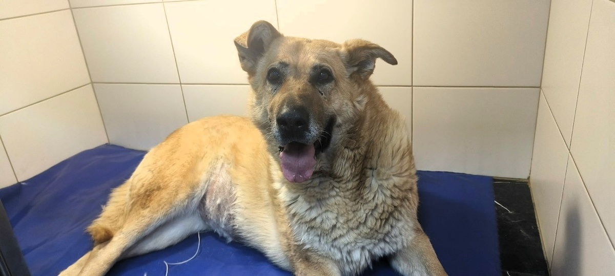 Милая большая Муха