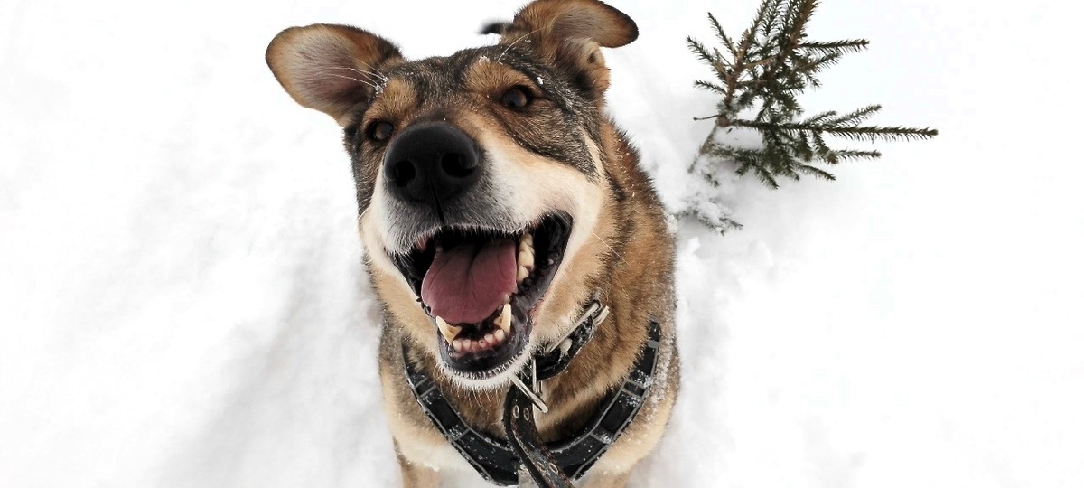Барби всегда смеется над нашими шутками, спасибо ей за это!