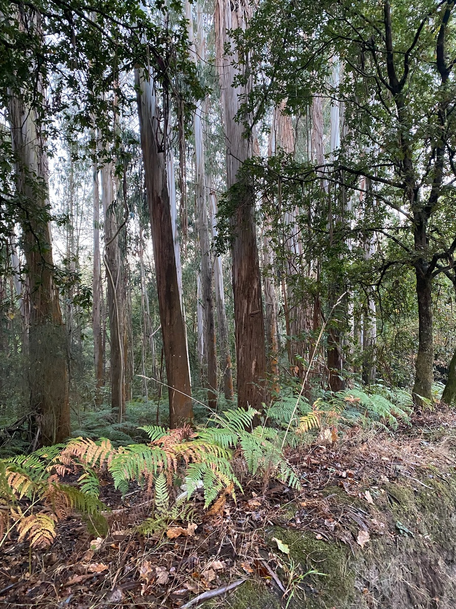 Ками́но-де-Сантья́го