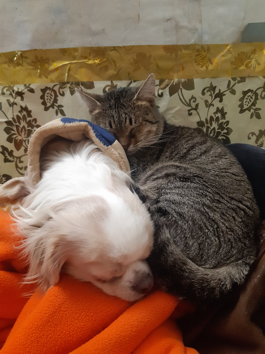 Собачоныш ходил в гости и пришёл, а Сержик уже соскучился!