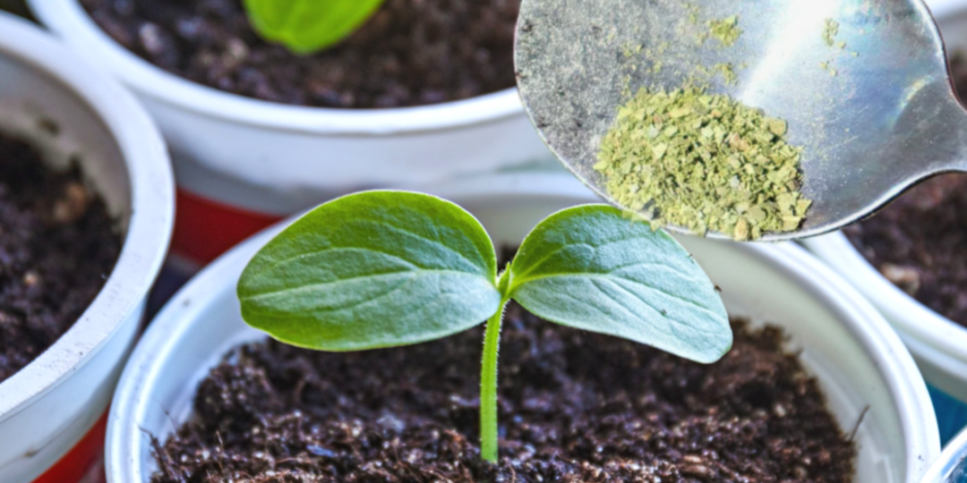 Кидаю по щепотке в каждый горшочек. Мощная рассада растёт до высадке без единой подкормки