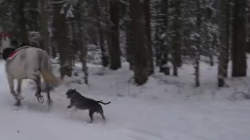     Собака бежит за лошадью в Ленинградской области. vk.com/black.sbor