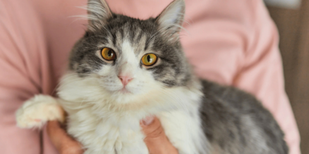 Почему кошка по-разному реагирует на прикосновения одного человека