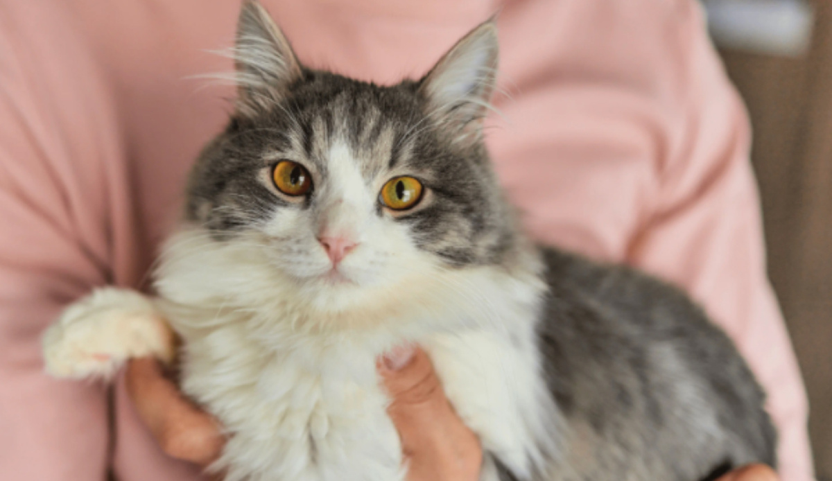 Фото из Интернета. 