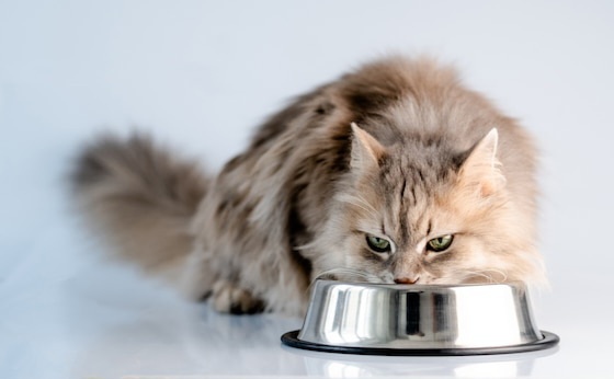 Фото из Интернета.