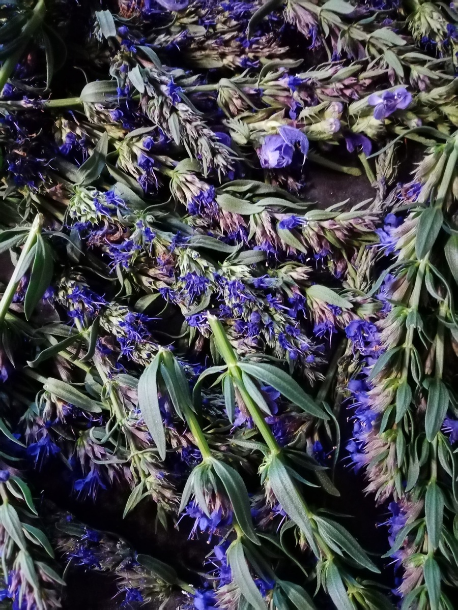 Сушка иссопа. Такие яркие цветочки!